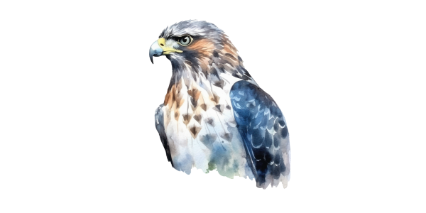hawk
