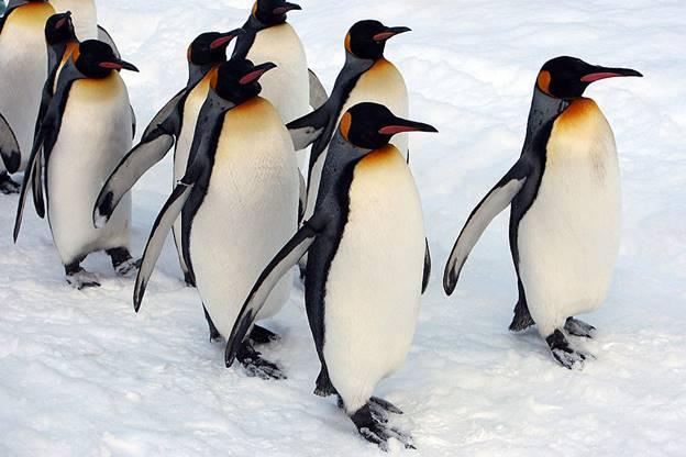 penguins waddling 