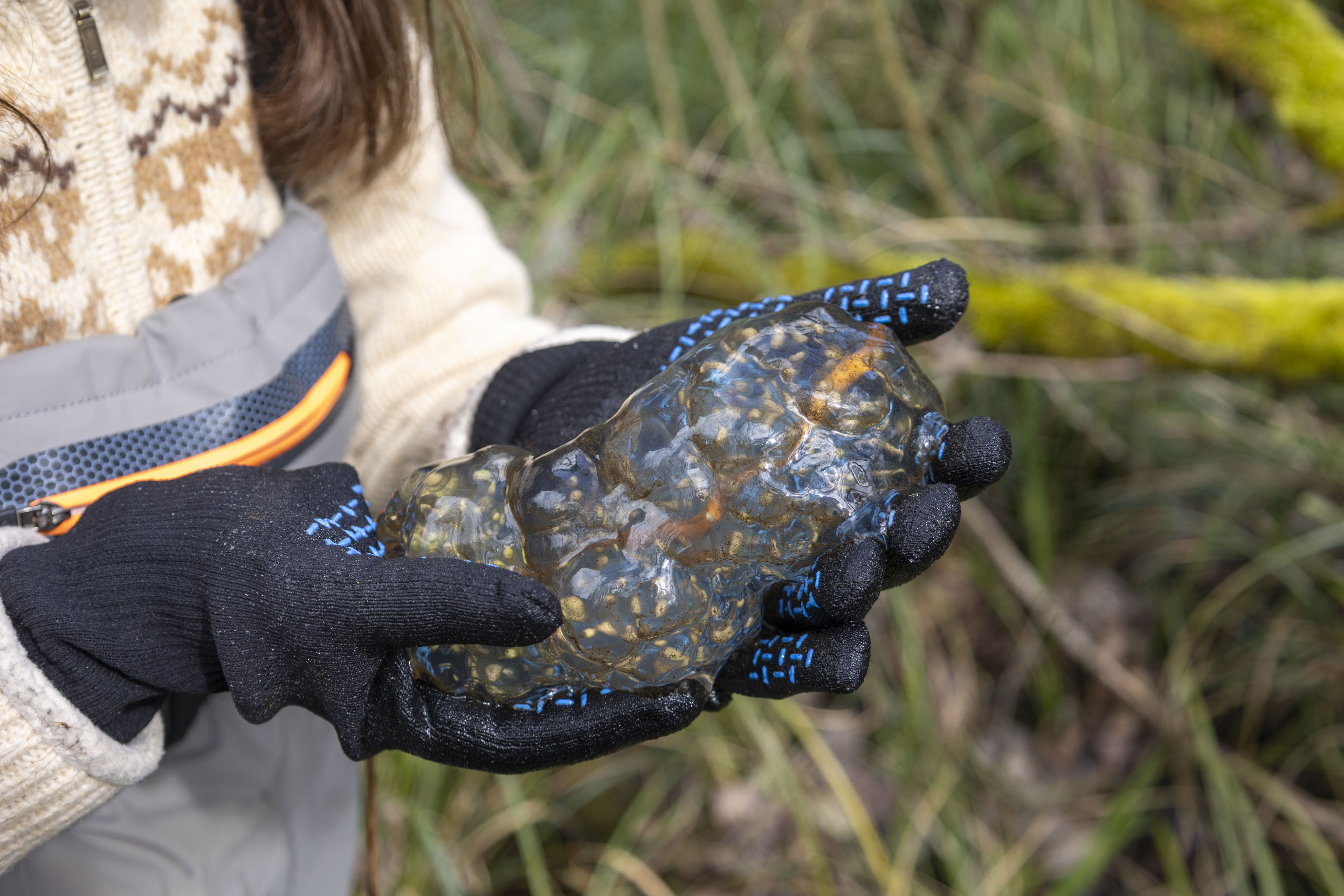 A frog egg mass pulled from a pond on the CASEE campus